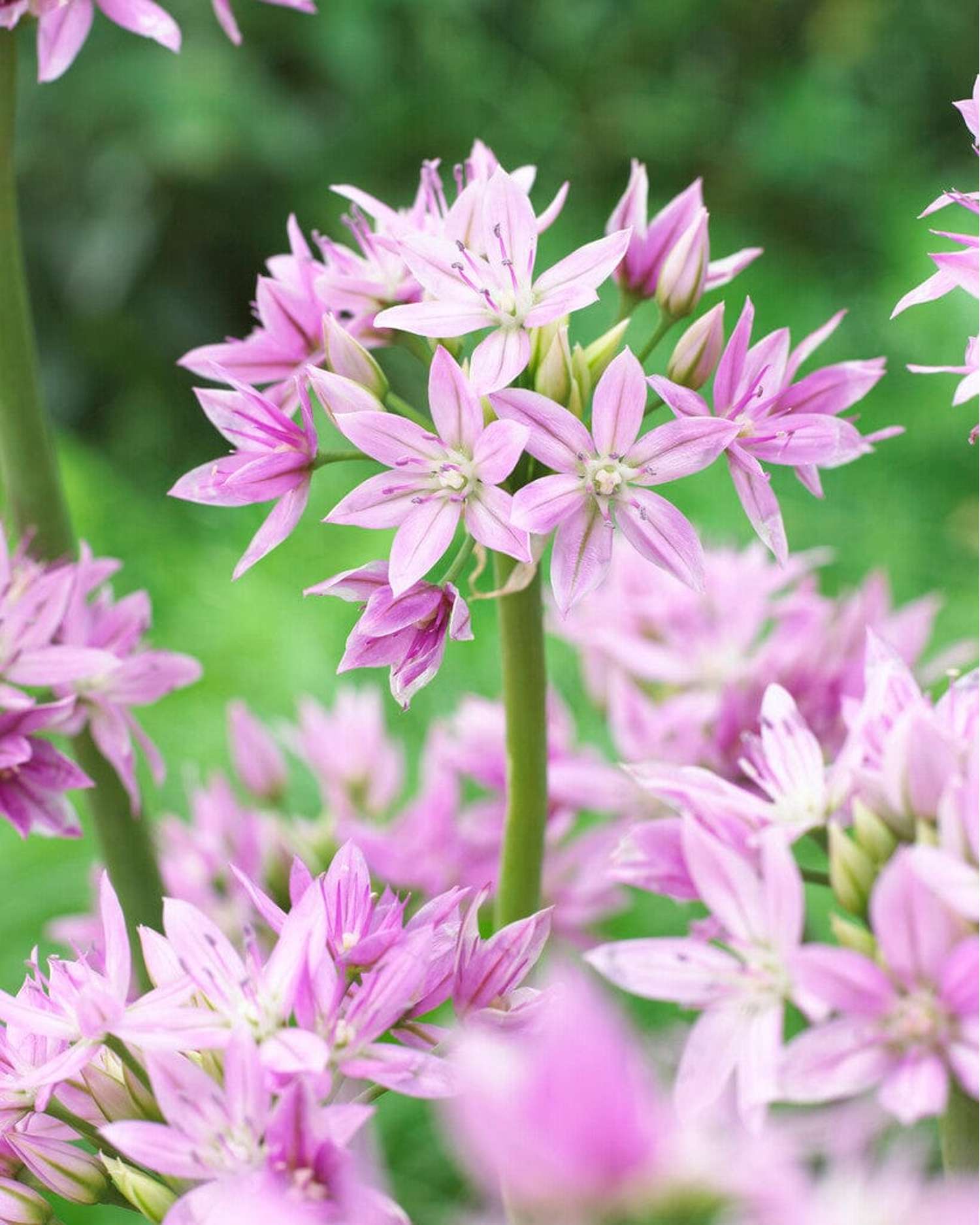 Allium 'Eros'